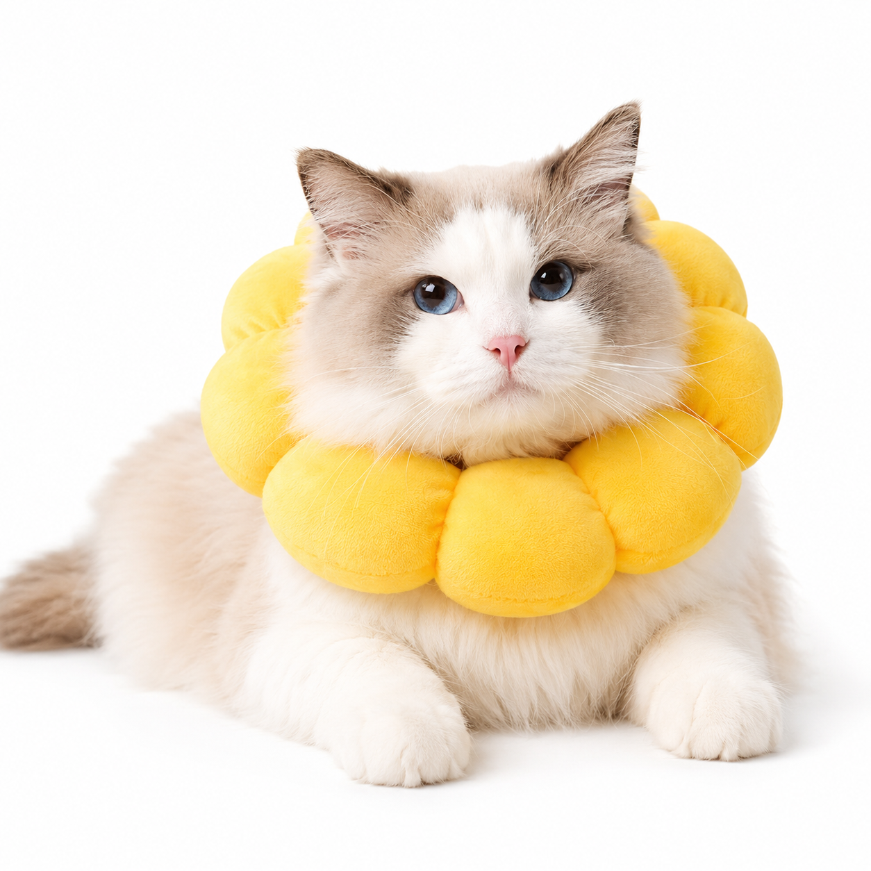 A fluffy white and gray cat wearing a bright yellow flower-shaped pet collar, lying down on a clean white background.